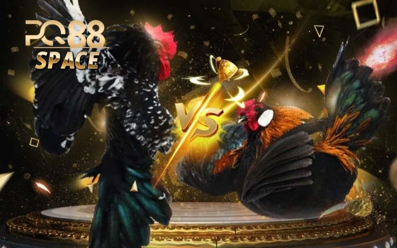 trực tiếp đá gà thomo